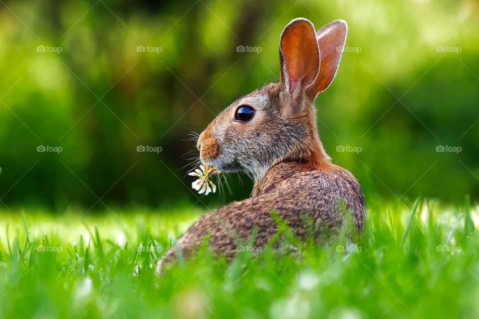 rabbit, hare, animals