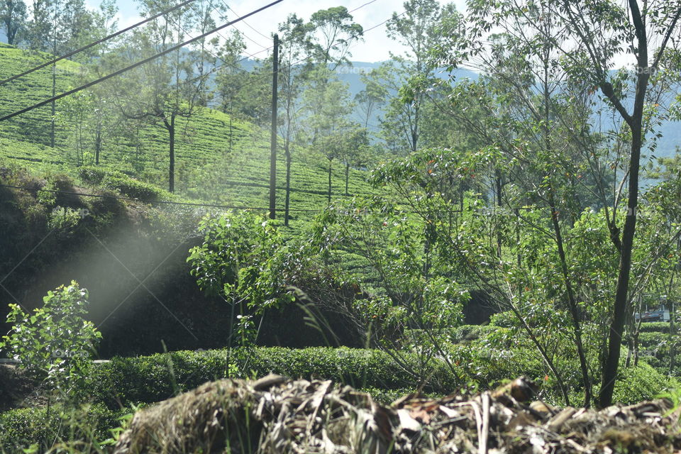 Tea plantation in the Hill Country