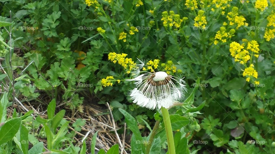 dandelion. weeds