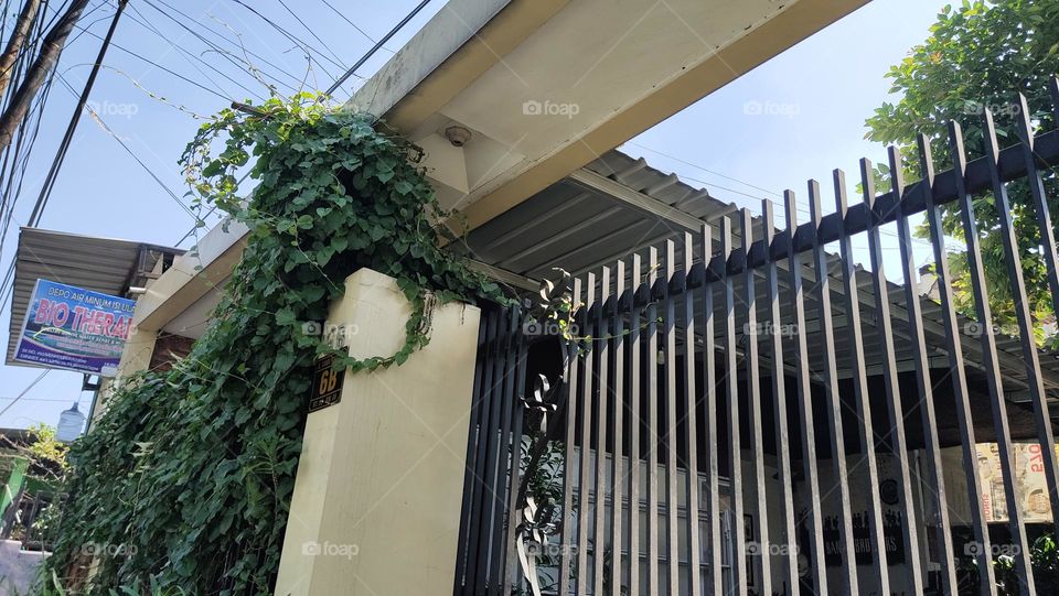 tanaman merambat pagar