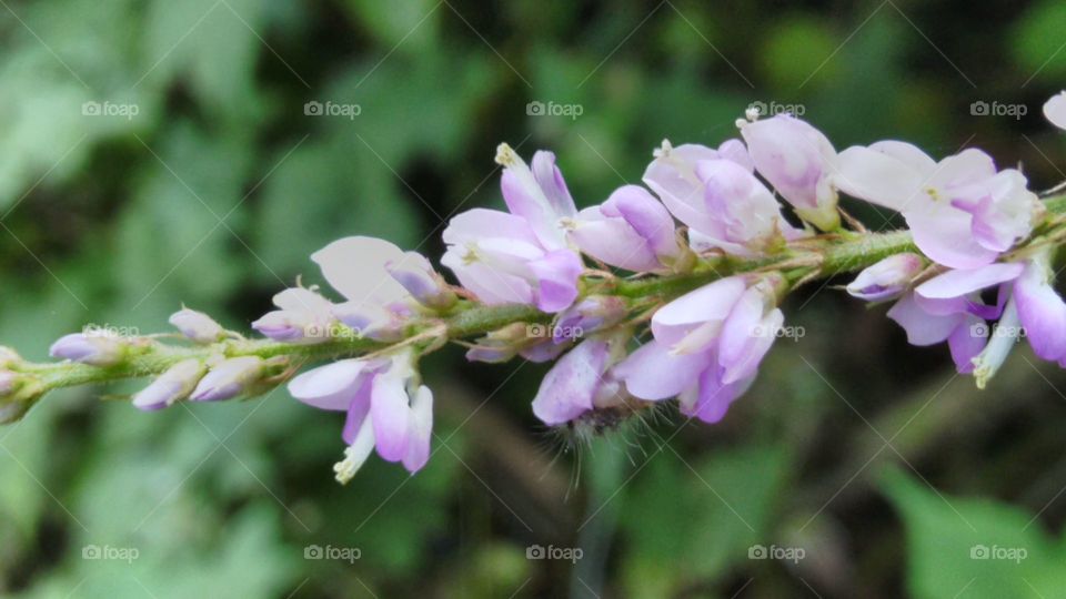 This plant or flower is very beautiful and gives off a fragrant smell