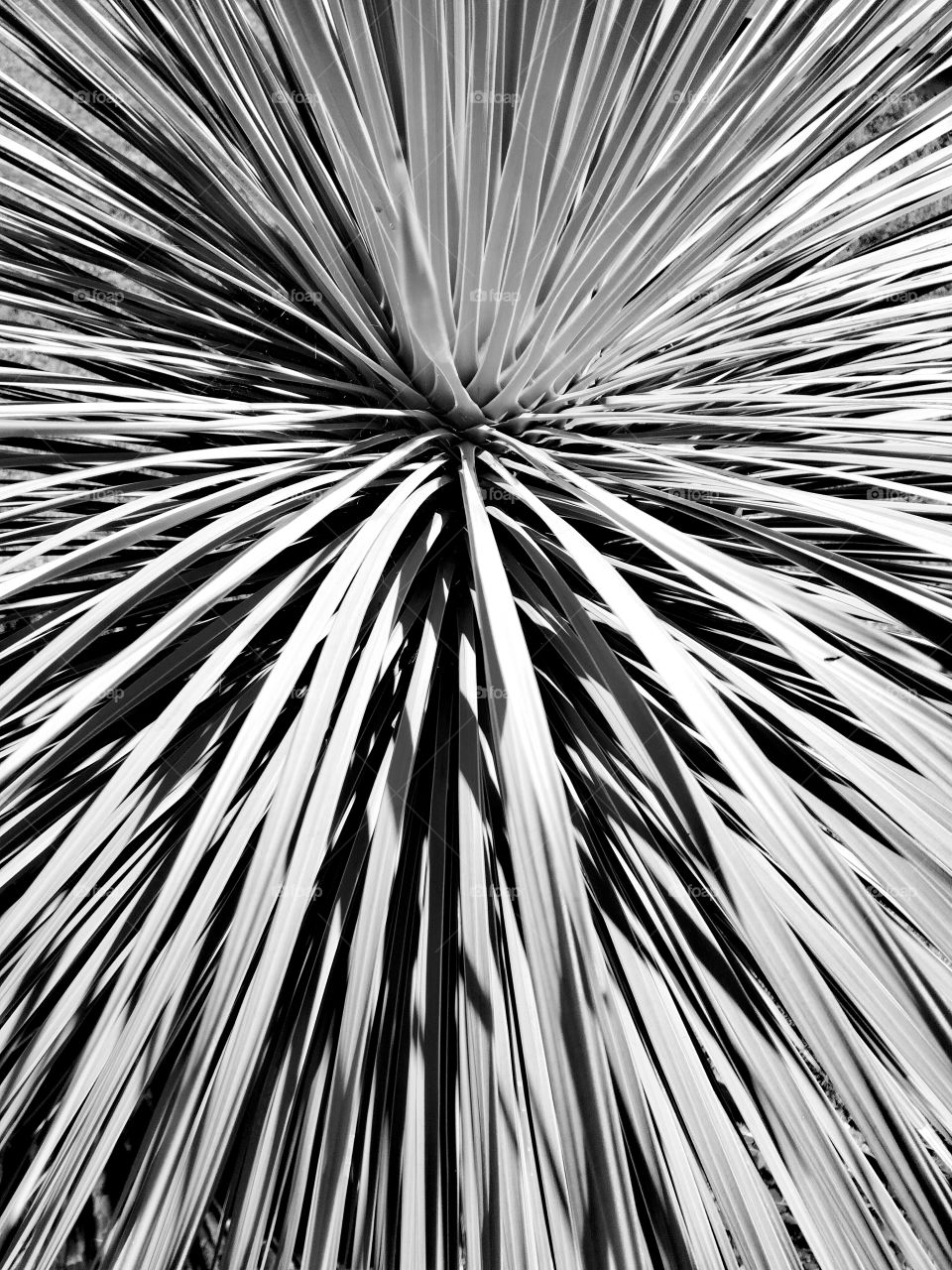 feuilles, leafs, palmier