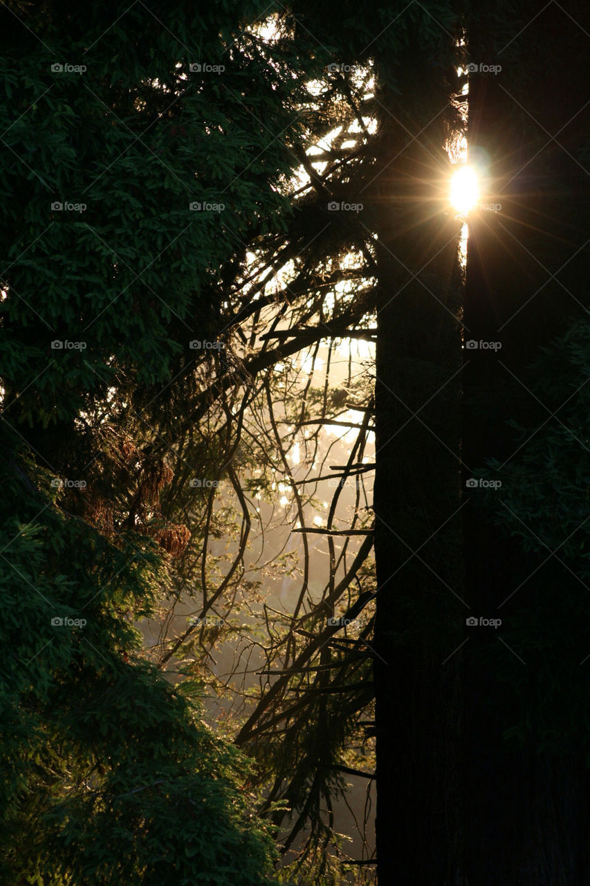 trees vacation branches tourist by mmcook