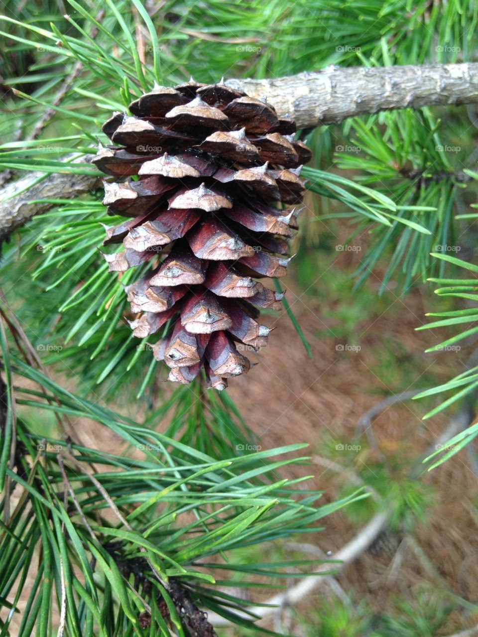 Close-up of pine cone on tree