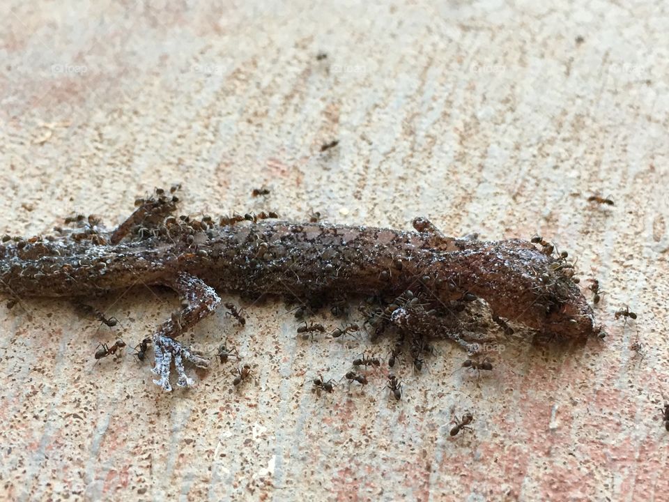 Ants eating small lizard 