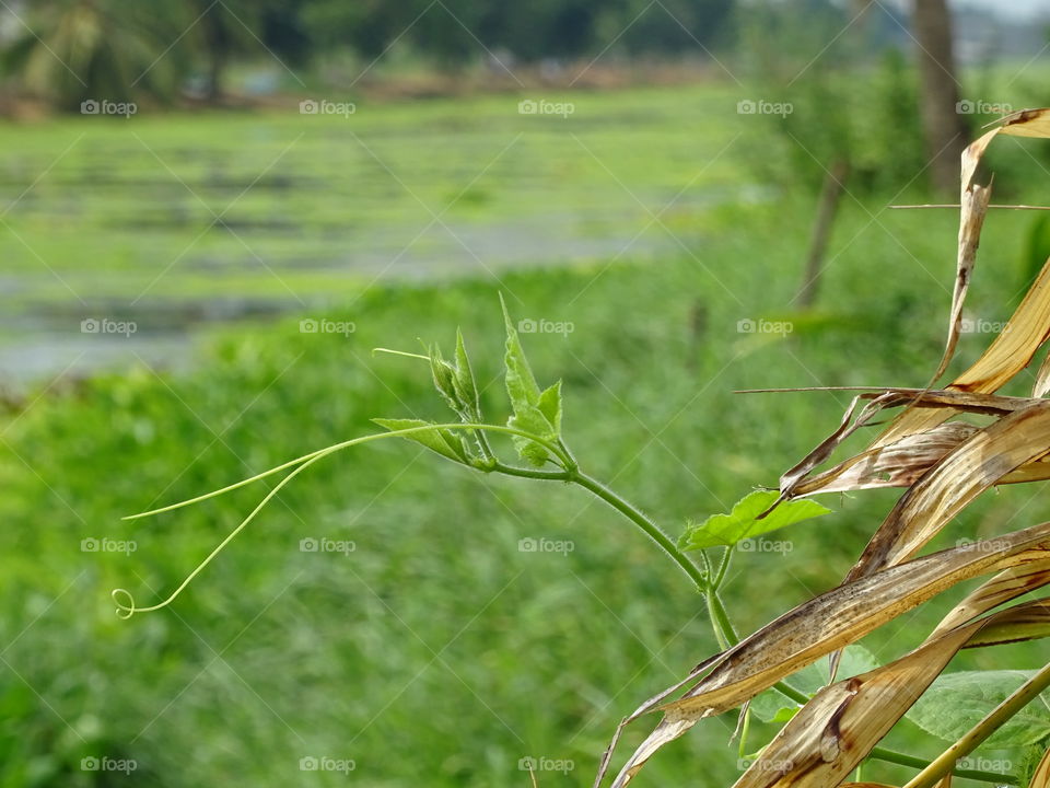 life of nature always beautiful