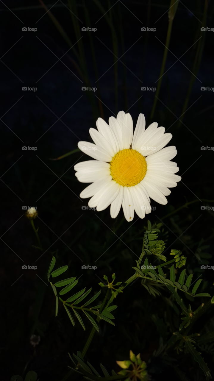 He Loves Me, He Loves Me Not