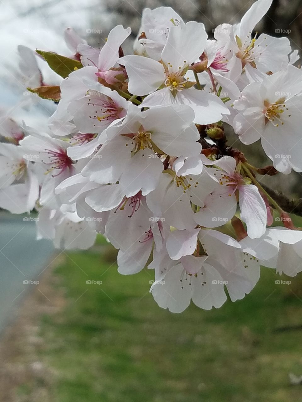 Cherry Blossoms in Maryland