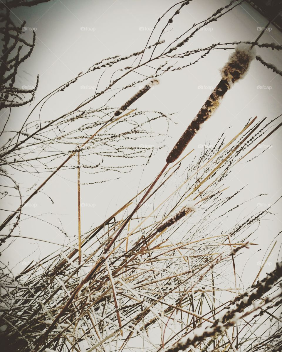 frozen cattails