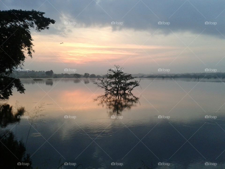 Sunrise in a rural place,where reflection of the tree is visible in the lake water, Sri Lanka