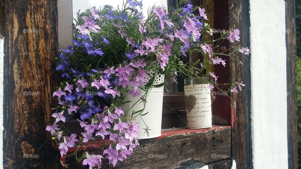 pink and purple flowering plants in white pots on a windowsill