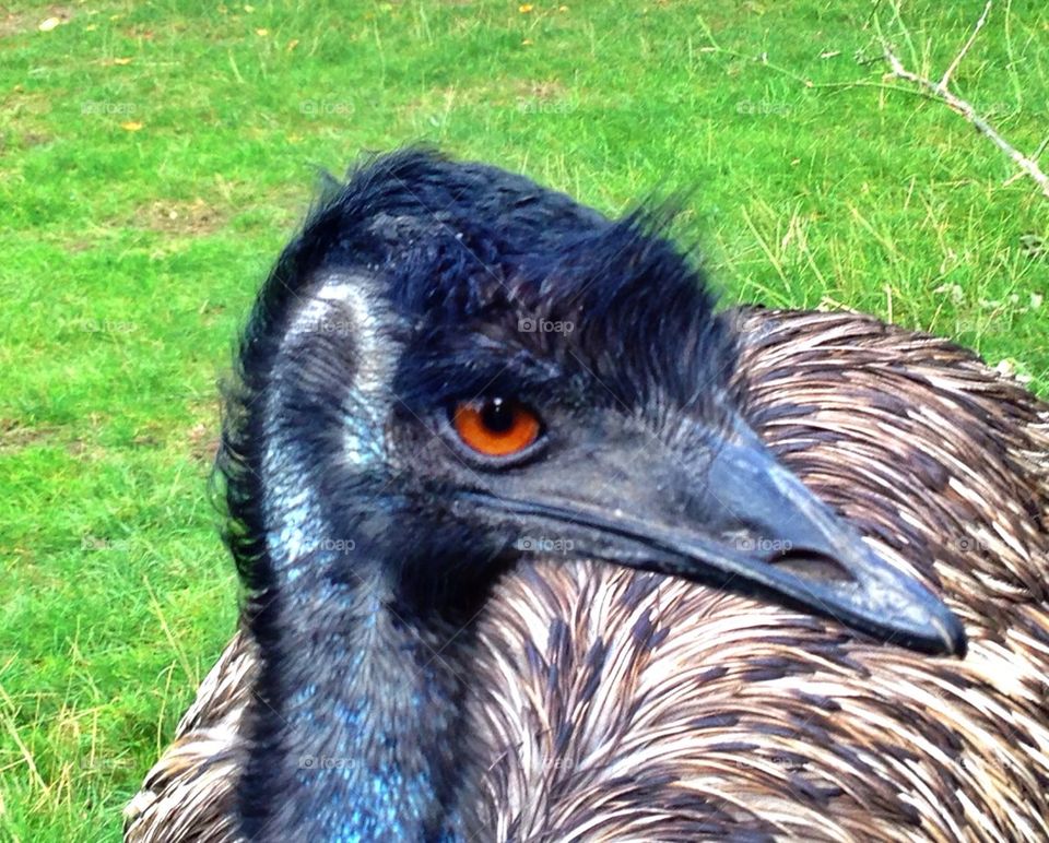 Animal, Bird, Emu,