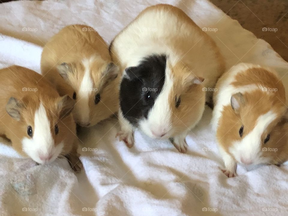Mama guinea pig and her girls