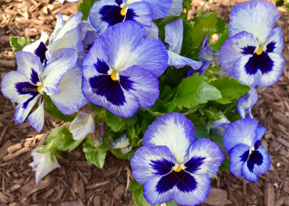 Cluster of Blue & Purple Pansies