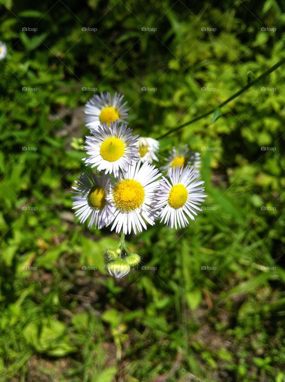 Daisies in the Summer Forest