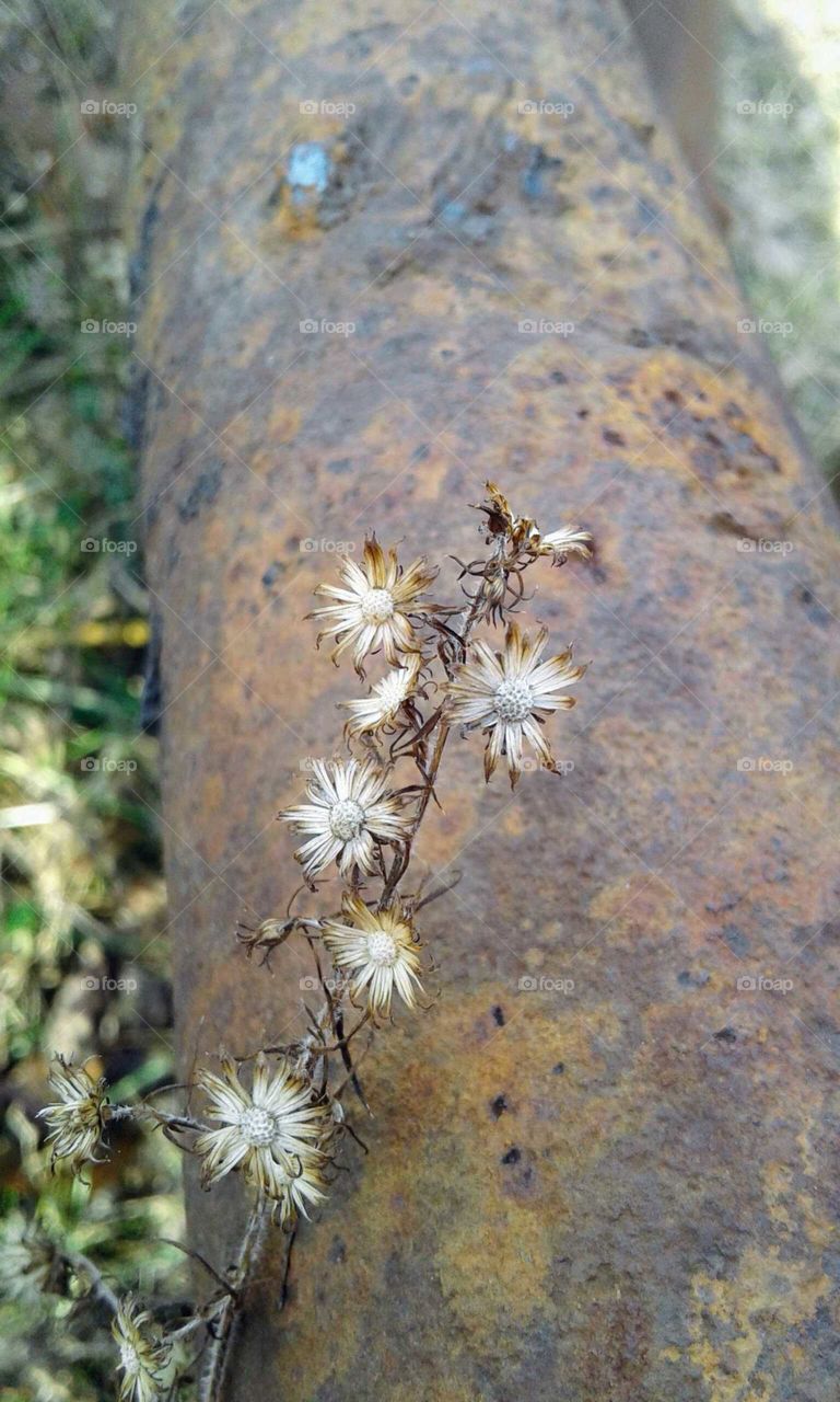 Rust & Wildflowers