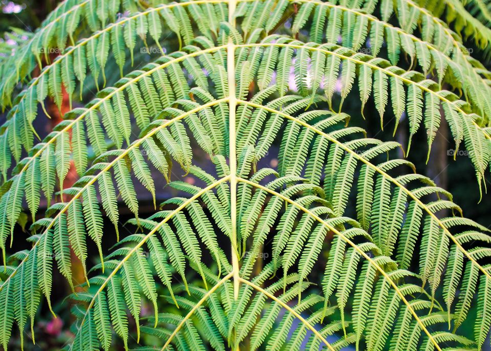 A large fern branch with green leaves.  Tropical tree