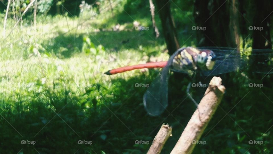 The dragonfly on the tail is red