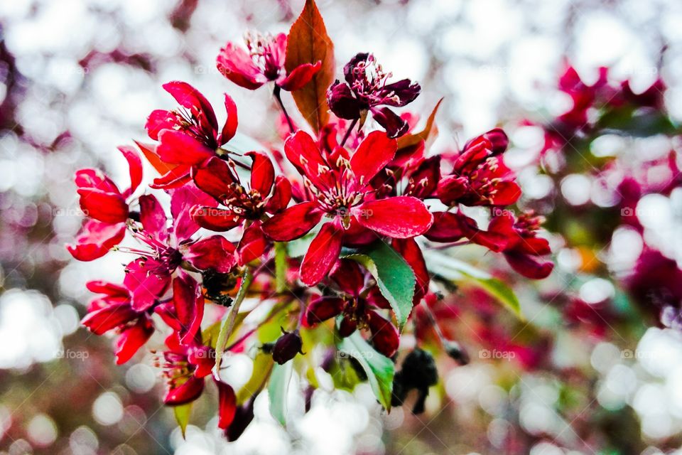 Extreme close-up of red flowers