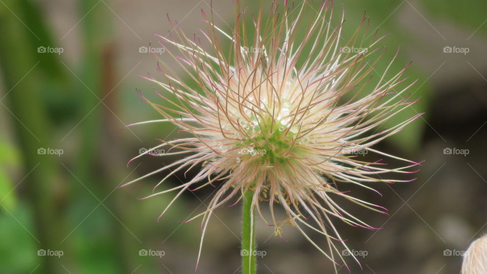 Dried flower