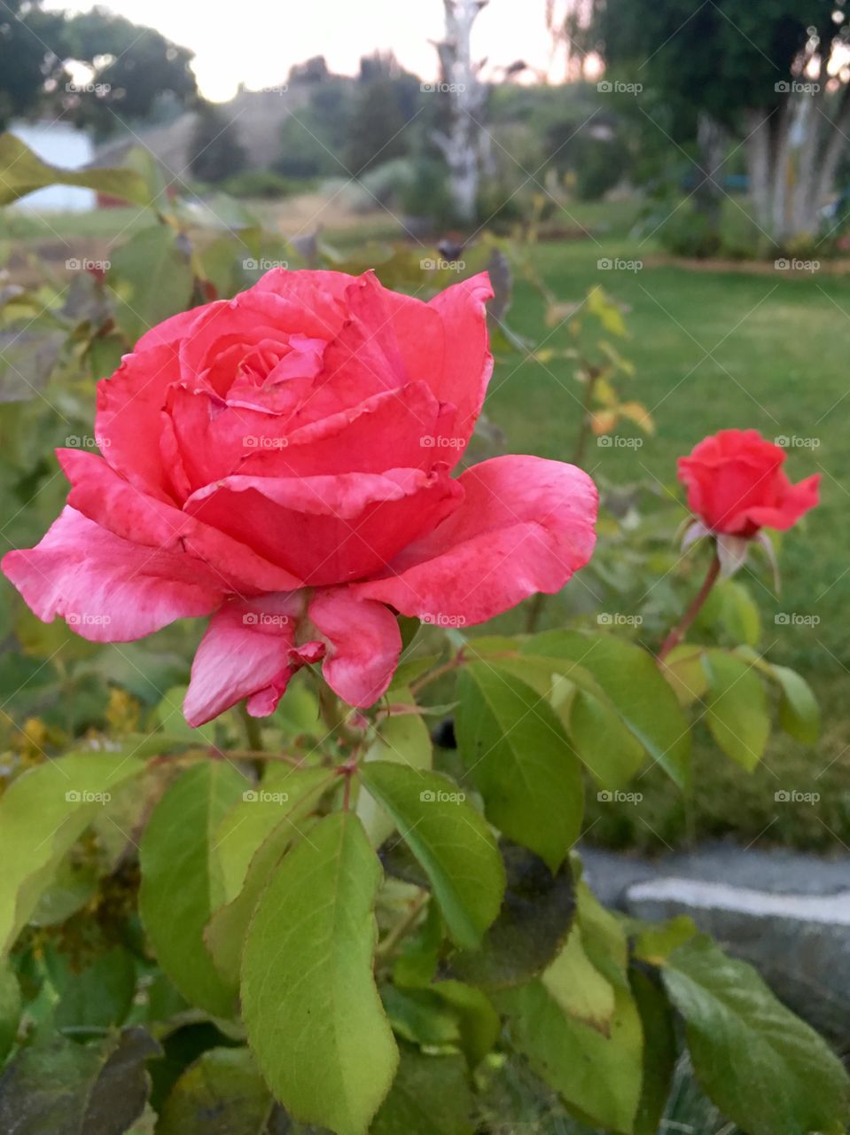 Red Roses