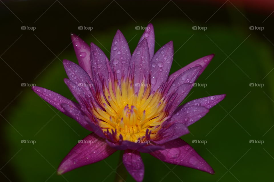 Close up photography of a lotus flower 