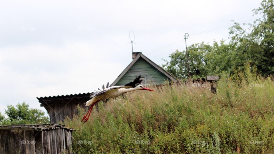 Stork - the bird of happiness