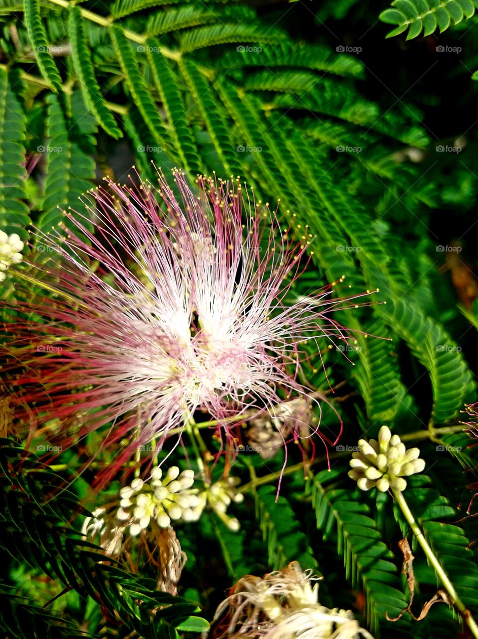 pink mimosa bloom