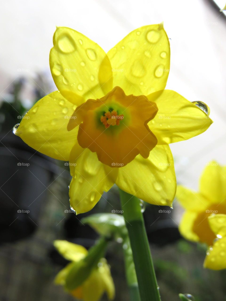 daffodil in the rain 