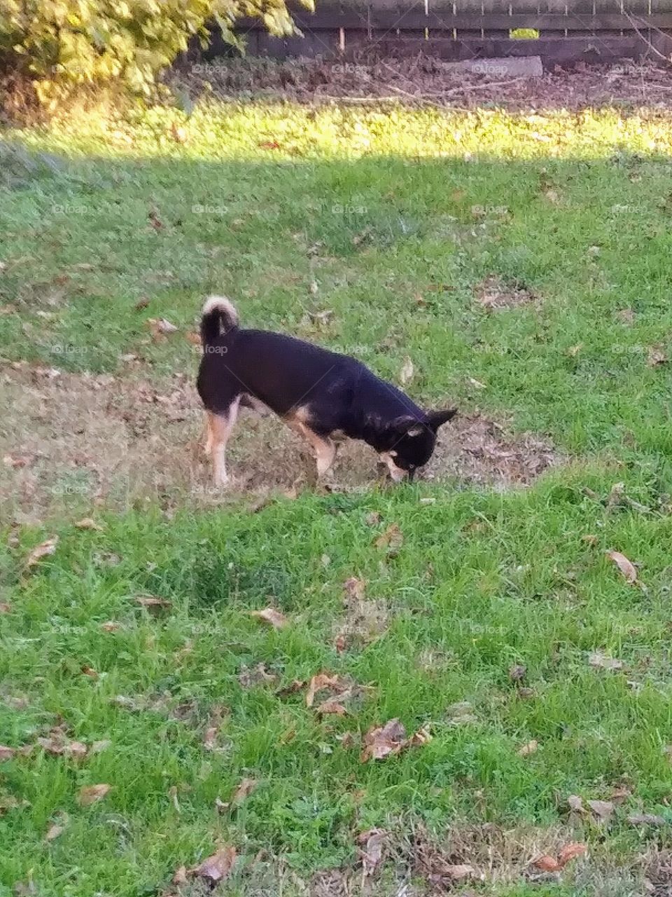 hunting Chihuahua