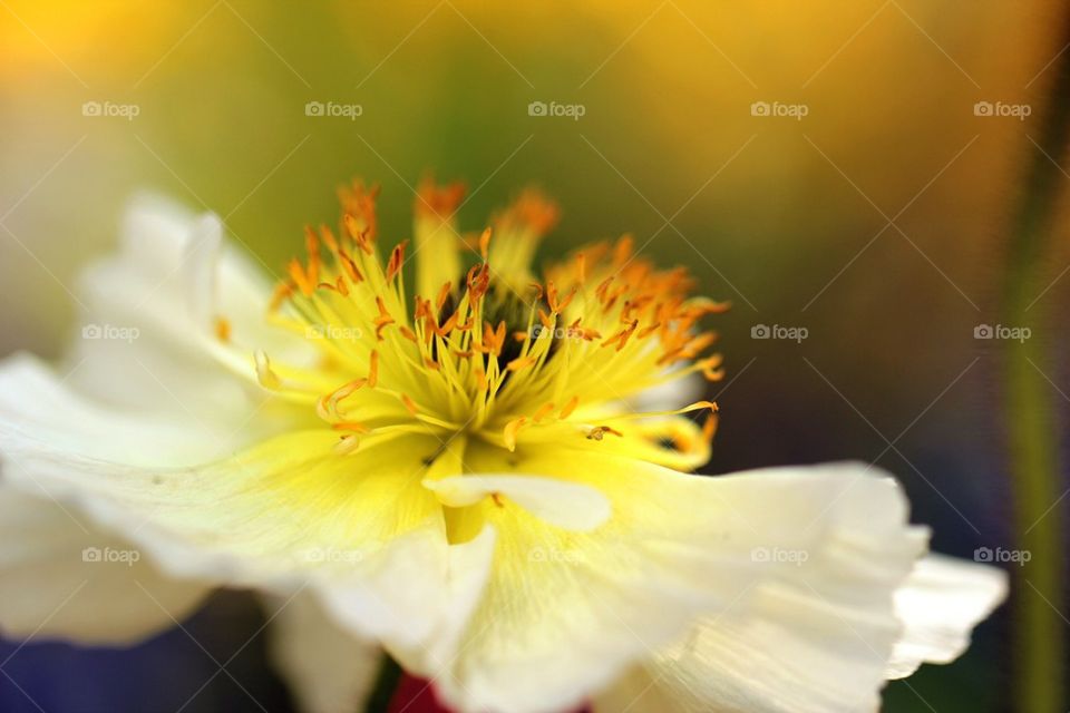 Blossom of white flower