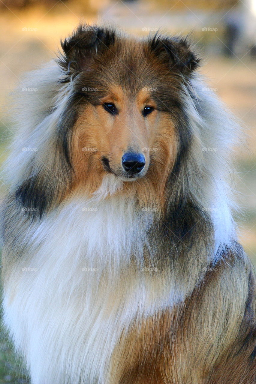 Beautiful dog