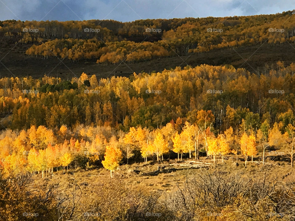 Utah fall colors aspen trees