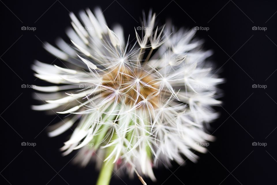 Dried dandelion macro