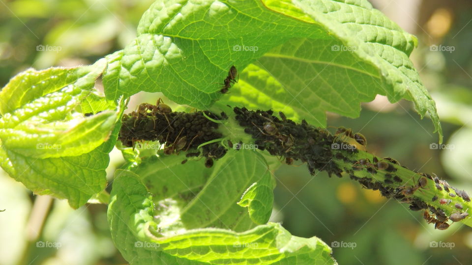 Insect party on a plant