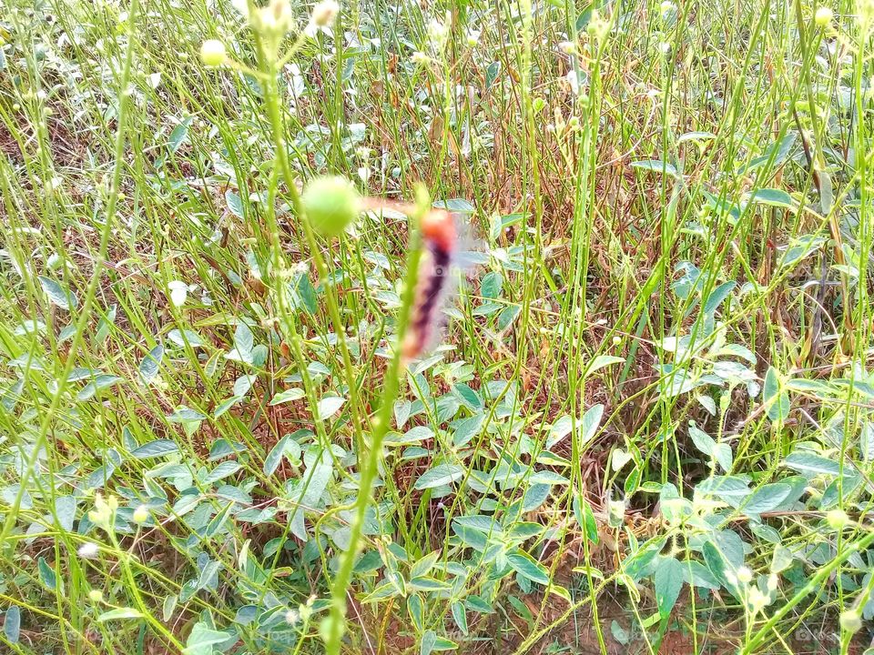 Actinote anteas weed-eating caterrpillars c.odorata and m.micrantha