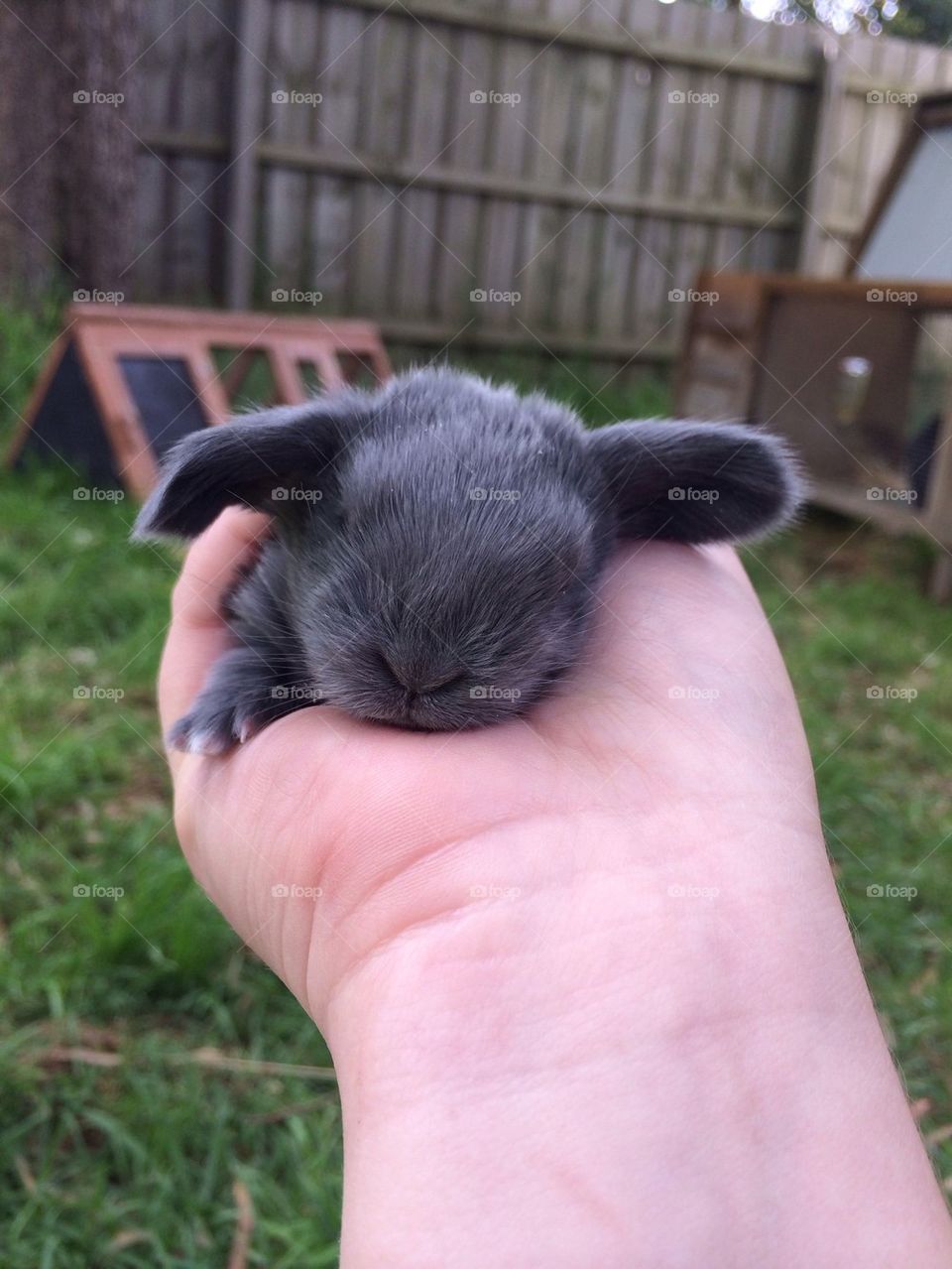 Baby Bunny