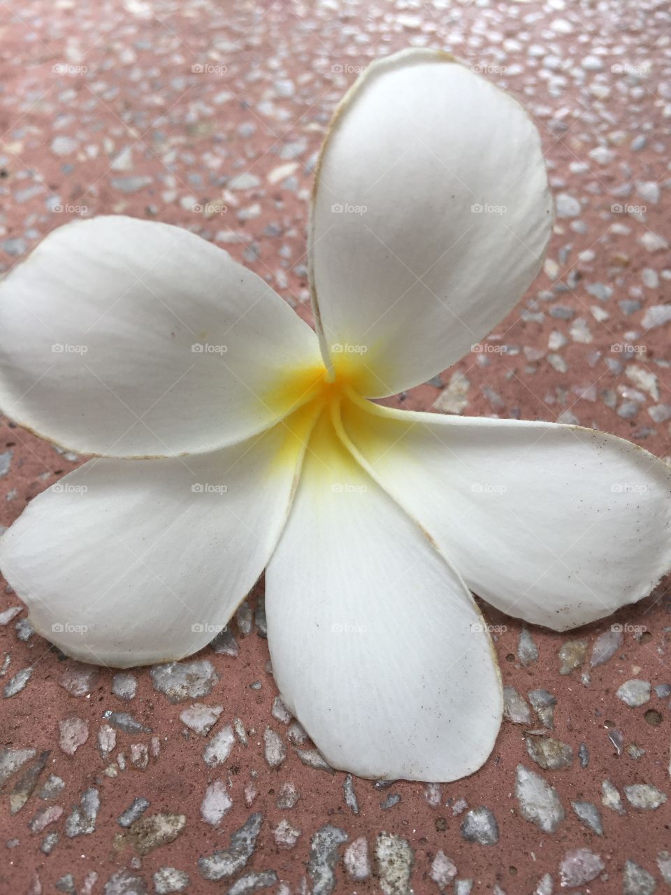Frangipani flower. 