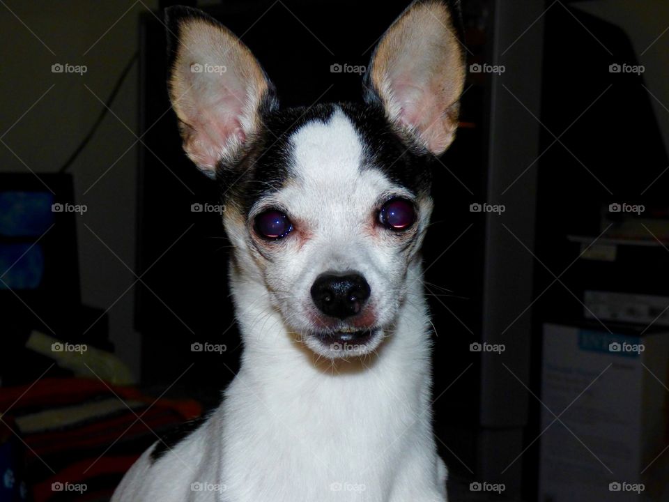 Cute spoiled chihuahua 