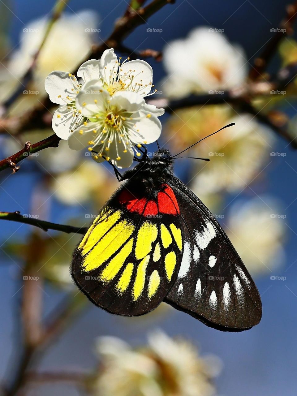 Beautiful and colourful butterfly