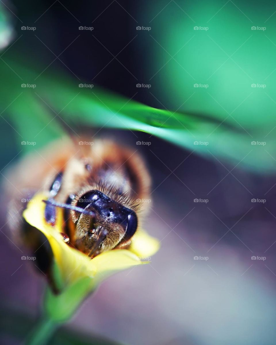 bee
