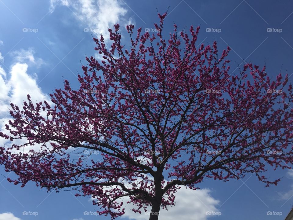 Tree, Branch, Landscape, No Person, Cherry