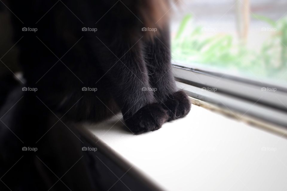 Kitten paws 🐱💕