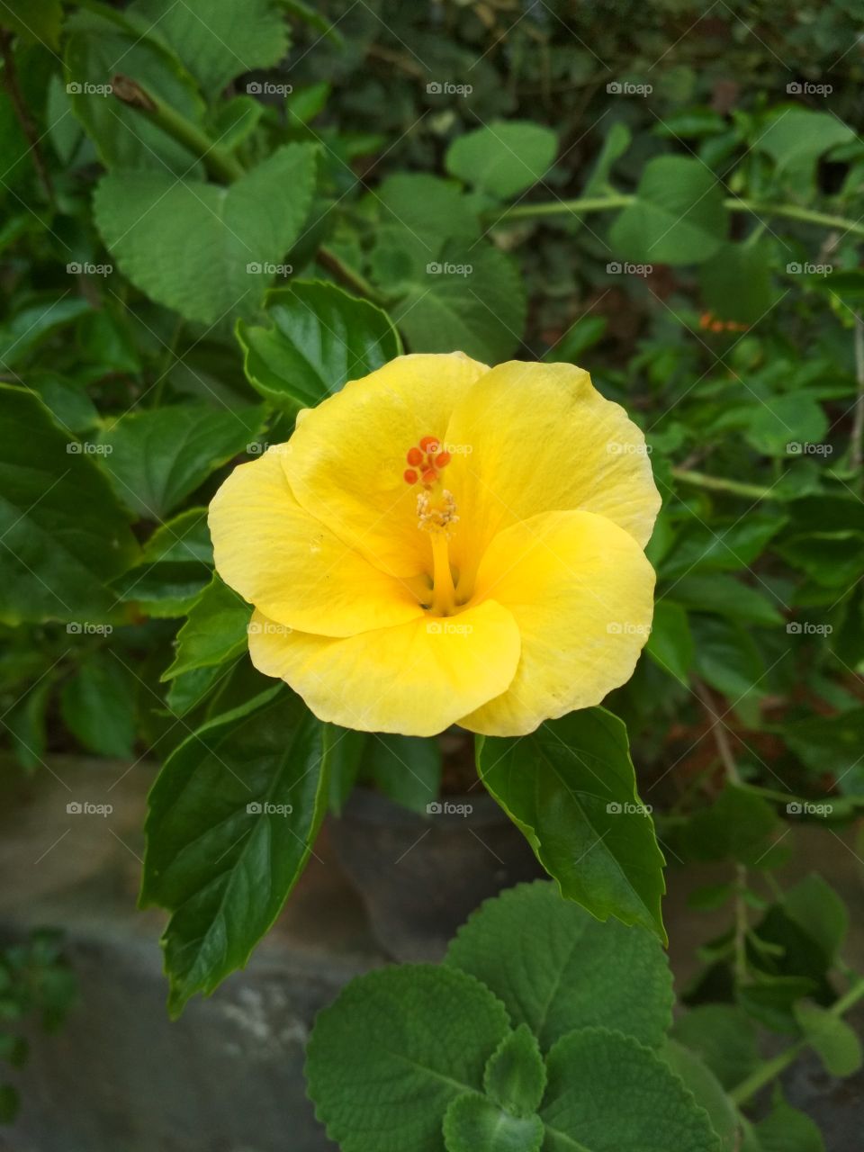 yellow hybiscus