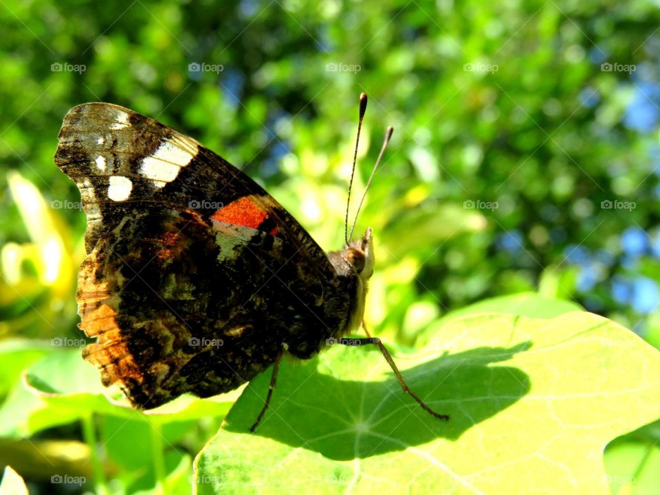 gorgeous butterfly