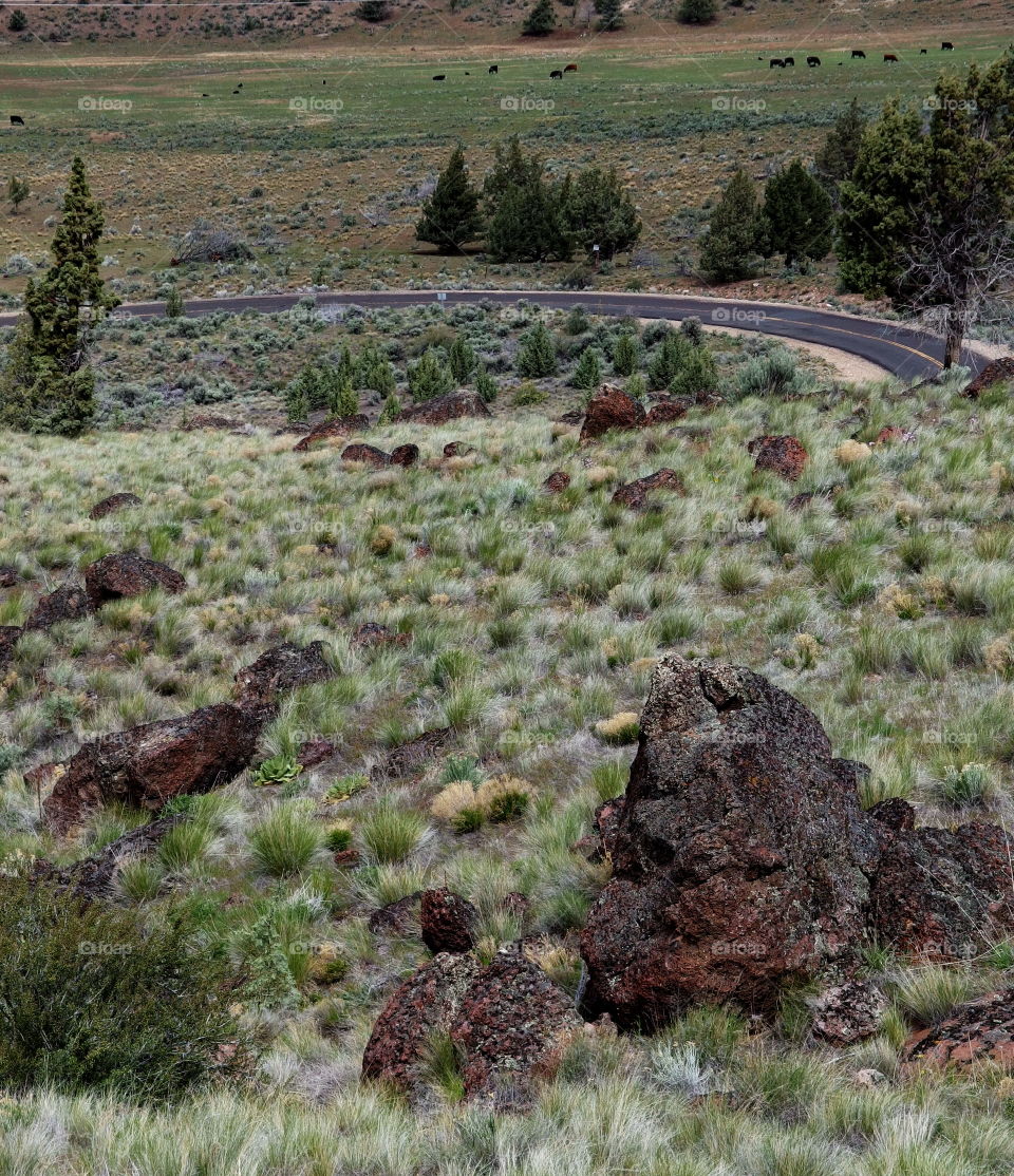 A road in Eastern Oregon winds through canyons, hills, and cliffs covered in trees and fresh green sagebrush on a sunny spring morning.