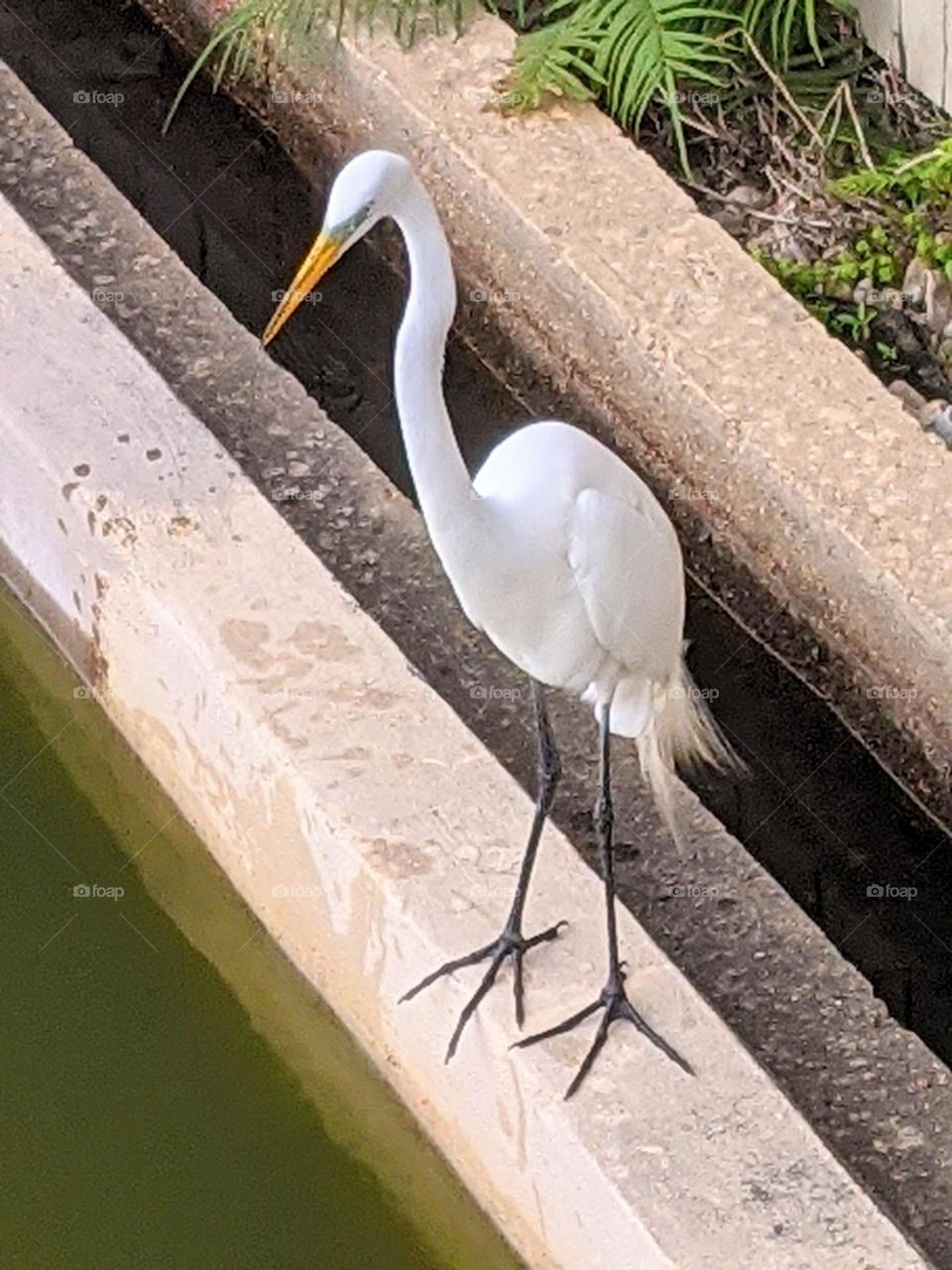 tall white crane bird in urban city park by pond standing on concrete urban wildlife mission