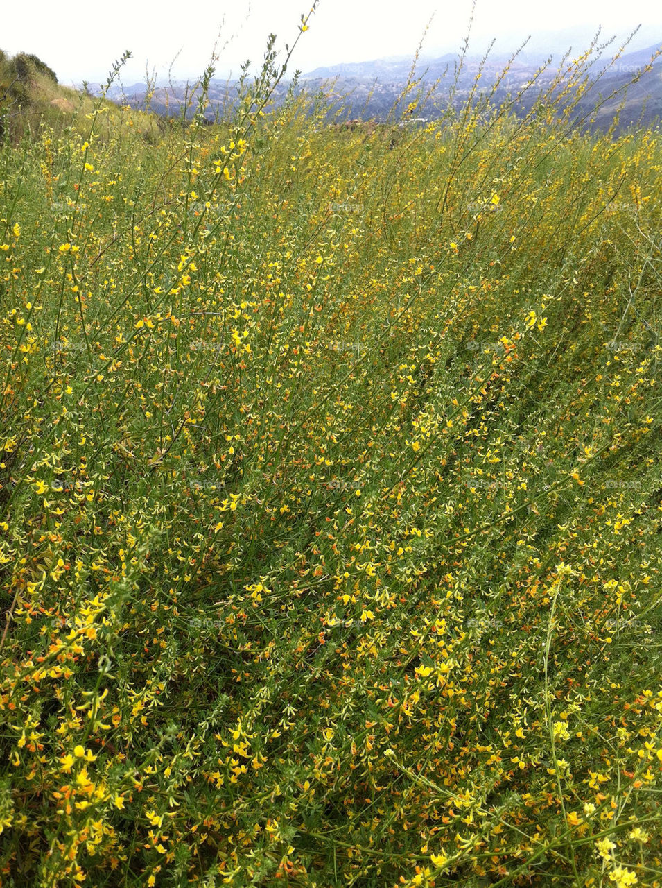 flowers mountain california scenic by illusionfactory