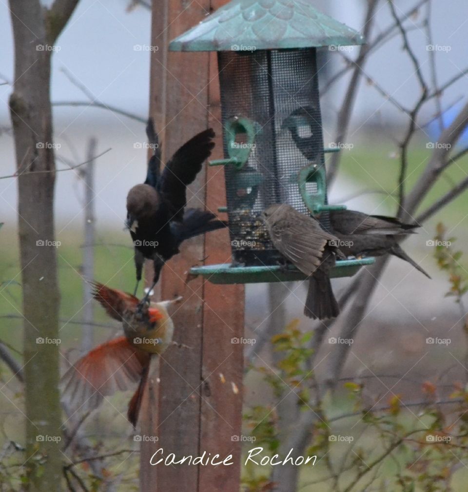 cardinal starlings