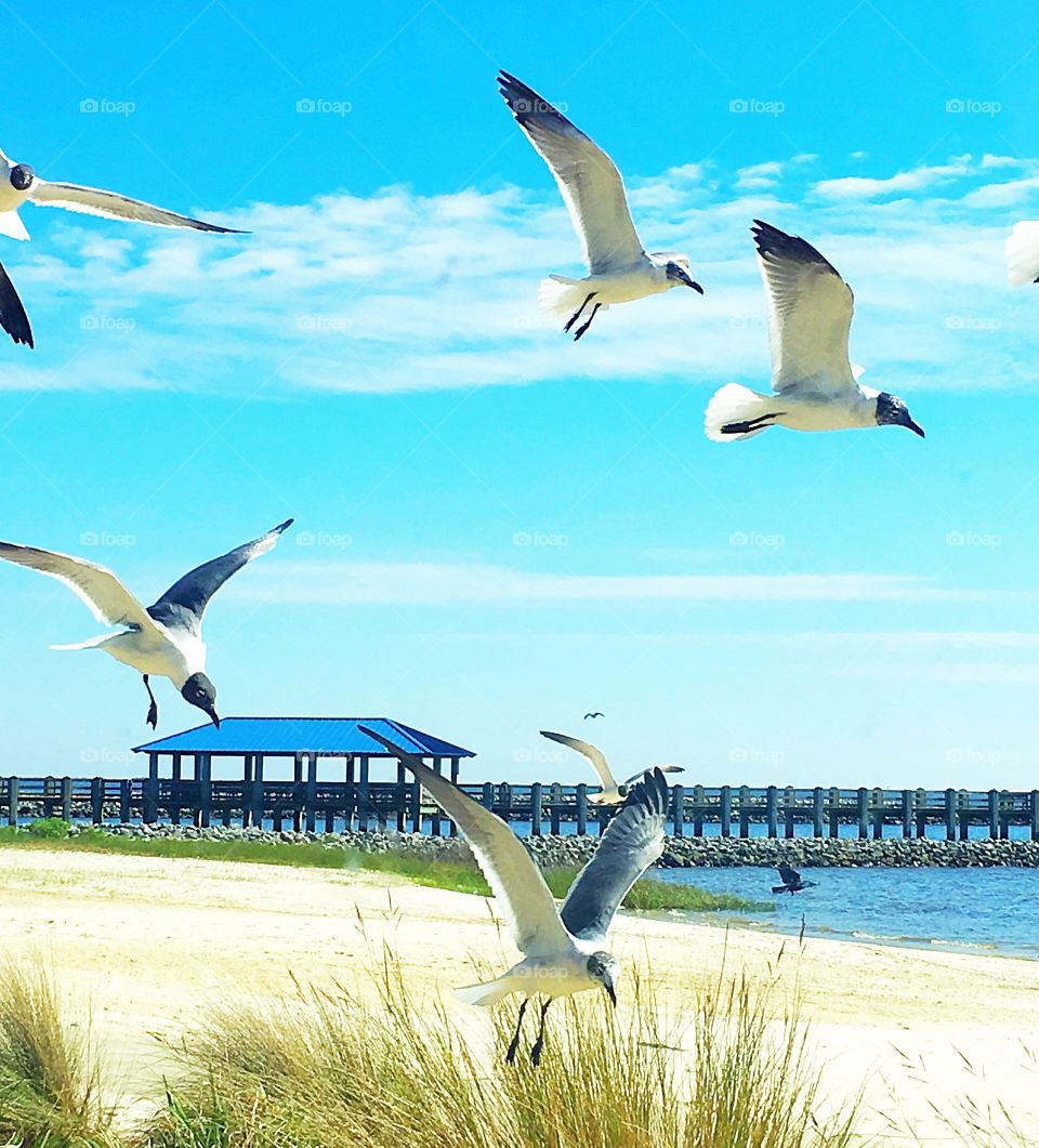 Beach always involves seagulls. 